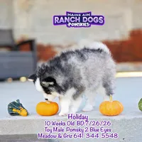 Holiday, a male Pomsky for sale in Allerton, IA – 8 of 10