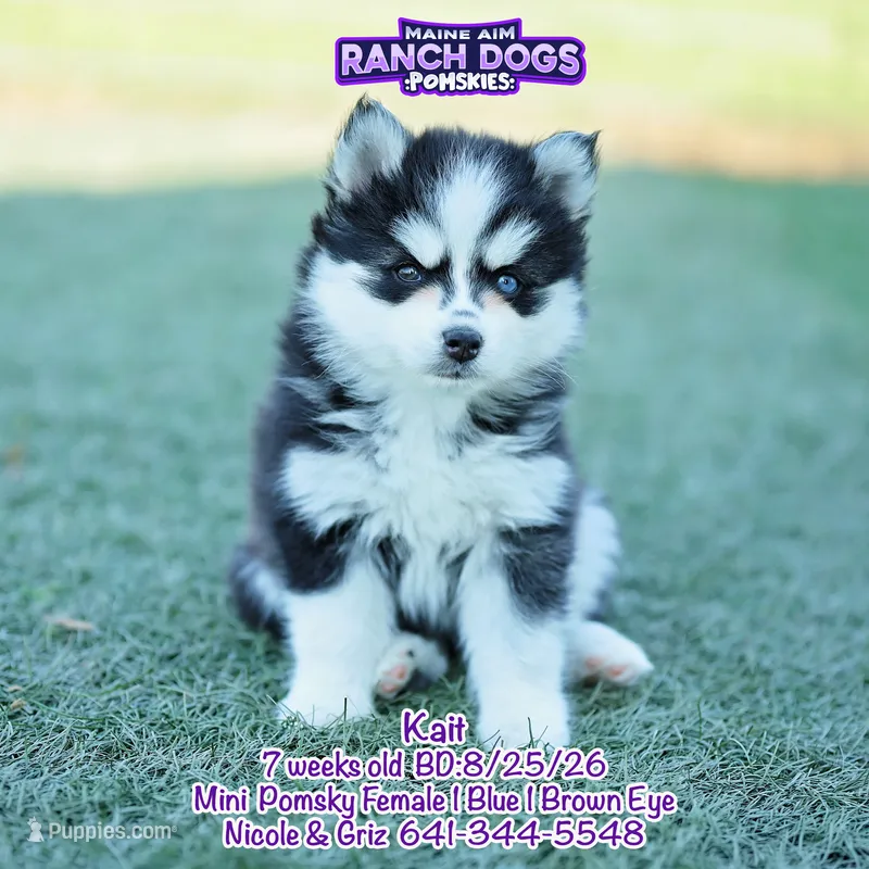 Kait – Pomsky puppy for sale in Allerton, IA