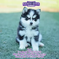 Kait, a female Pomsky for sale in Allerton, IA – 1 of 5