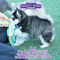Karl, a male Pomsky for sale in Allerton, IA – 6 of 9