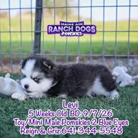 Levi, a male Pomsky for sale in Allerton, IA – 3 of 7