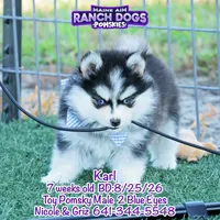 Karl, a male Pomsky for sale in Allerton, IA – 2 of 9