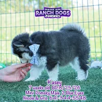 Kasey, a male Pomsky for sale in Allerton, IA – 4 of 7