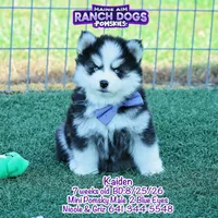 Kaiden, a male Pomsky for sale in Allerton, IA – 5 of 6
