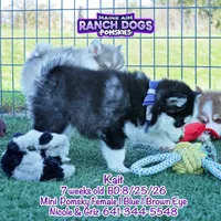 Kait, a female Pomsky for sale in Allerton, IA – 3 of 5