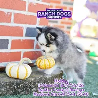 Holiday, a male Pomsky for sale in Allerton, IA – 7 of 10