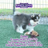 Jaden, a male Pomsky for sale in Allerton, IA – 4 of 8