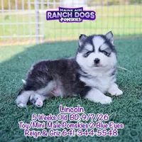 Lincoln, a male Pomsky for sale in Allerton, IA – 4 of 6