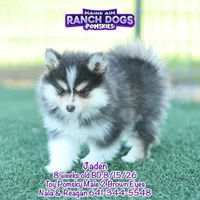 Jaden, a male Pomsky for sale in Allerton, IA – 2 of 8