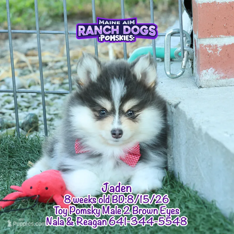 Jaden – Pomsky puppy for sale in Allerton, IA