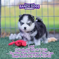 Levi, a male Pomsky for sale in Allerton, IA – 2 of 7