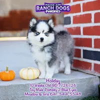 Holiday, a male Pomsky for sale in Allerton, IA – 3 of 10