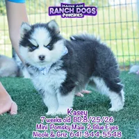 Kasey, a male Pomsky for sale in Allerton, IA – 1 of 7