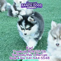 Karl, a male Pomsky for sale in Allerton, IA – 4 of 9