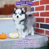 Holiday, a male Pomsky for sale in Allerton, IA – 9 of 10