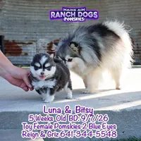 Luna, a female Pomsky for sale in Allerton, IA – 4 of 6