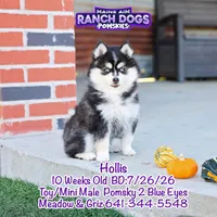 Hollis, a male Pomsky for sale in Allerton, IA – 3 of 9