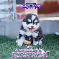Luna, a female Pomsky for sale in Allerton, IA – 3 of 6