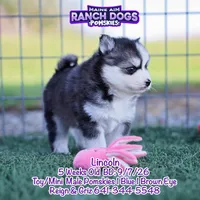 Lincoln, a male Pomsky for sale in Allerton, IA – 5 of 6