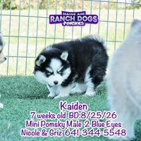 Kaiden, a male Pomsky for sale in Allerton, IA – 2 of 6