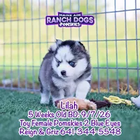 Lilah, a female Pomsky for sale in Allerton, IA – 6 of 7