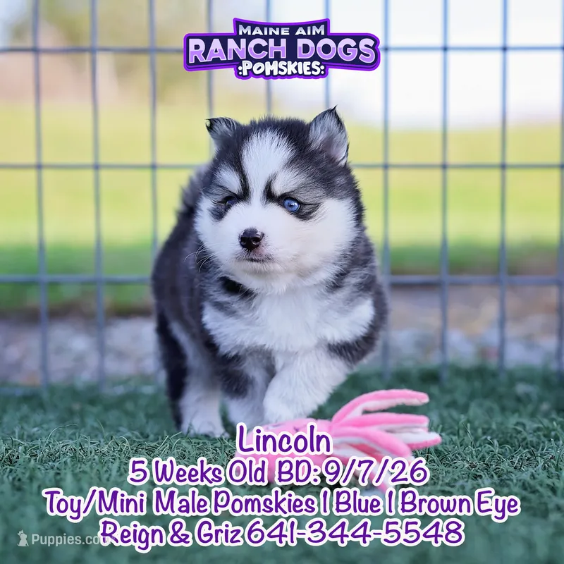 Lincoln – Pomsky puppy for sale in Allerton, IA