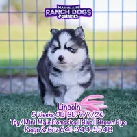 Lincoln, a male Pomsky for sale in Allerton, IA – 1 of 6