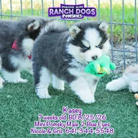 Kasey, a male Pomsky for sale in Allerton, IA – 6 of 7