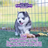 Lilah, a female Pomsky for sale in Allerton, IA – 2 of 7