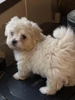 Noel, a female Maltipoo for sale in Bedias, TX – Photo 3 of 3