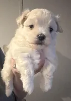 Noel, a female Maltipoo for sale in Bedias, TX – Photo 1 of 3