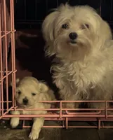 Noel, a female Maltipoo for sale in Bedias, TX – Photo 2 of 3