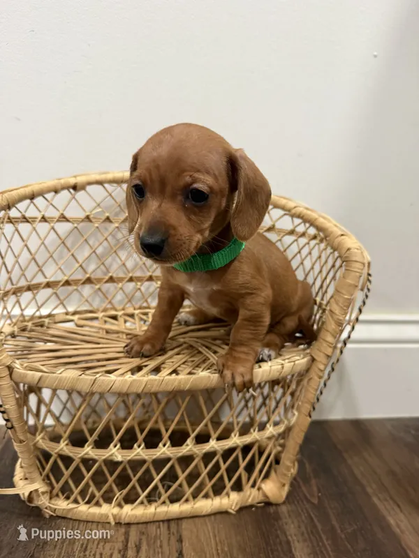 Digit – Miniature Dachshund puppy for sale in Hazel, KY