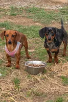Dessi , a female Miniature Dachshund for sale in Hazel, KY – 2 of 2