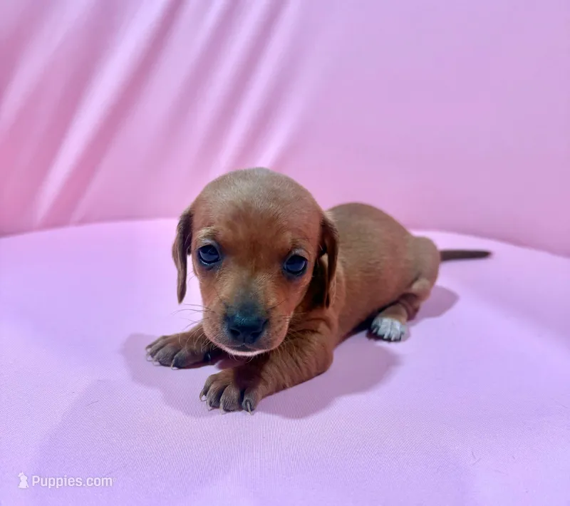 Digit – Miniature Dachshund puppy for sale in Hazel, KY