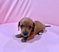 Digit, a male Miniature Dachshund for sale in Hazel, KY – 1 of 2