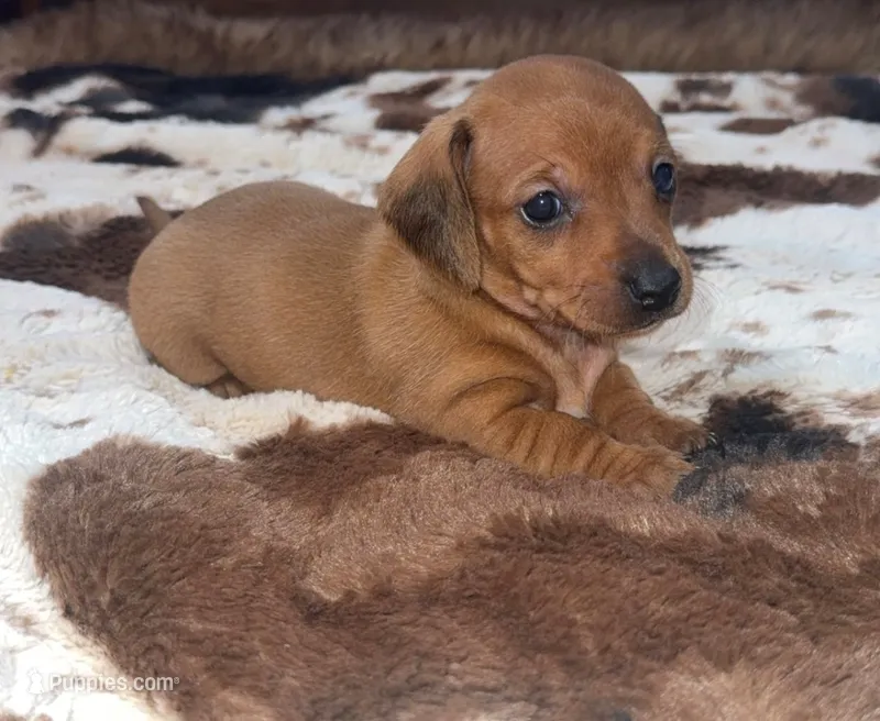 Dessi  – Miniature Dachshund puppy for sale in Hazel, KY