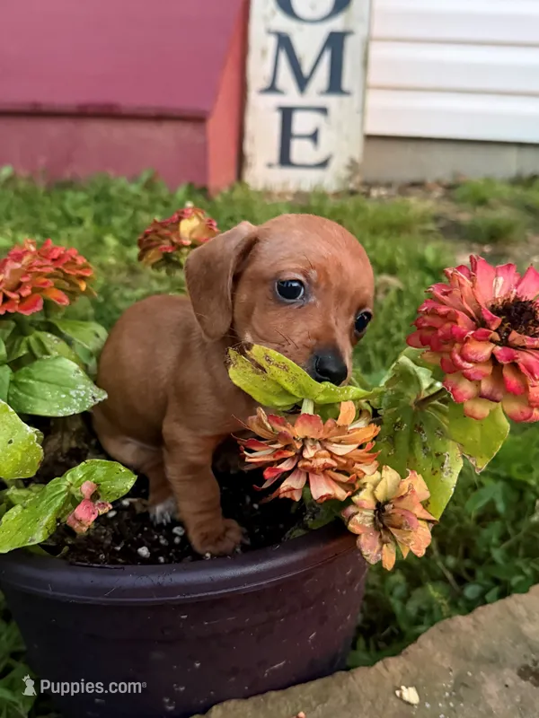 Digit – Miniature Dachshund puppy for sale in Hazel, KY