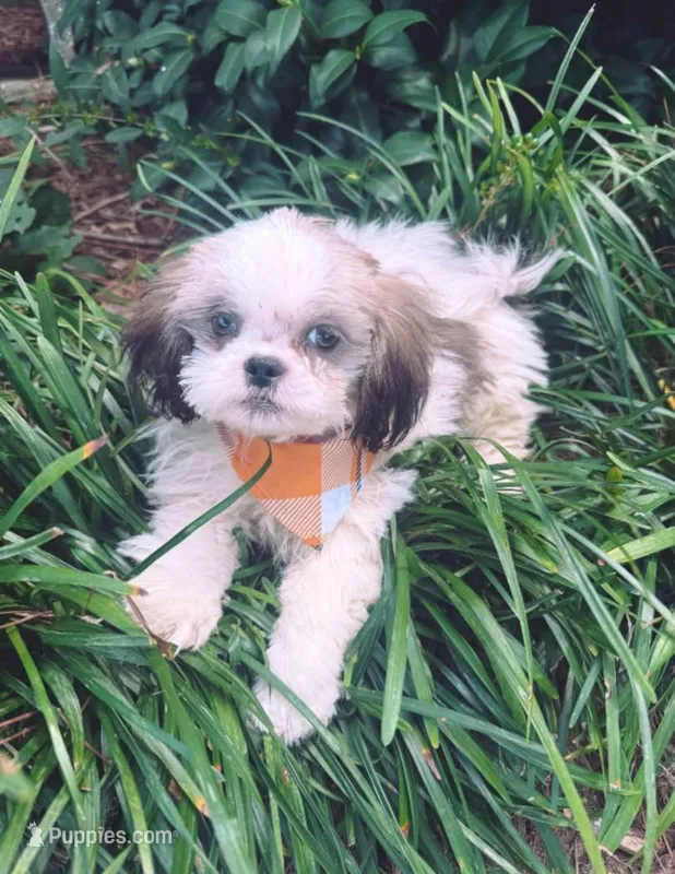 male 3 – Shih Tzu puppy for sale in Mayesville, SC