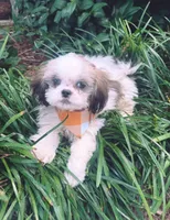 male 3, a male Shih Tzu for sale in Mayesville, SC – 1 of 1