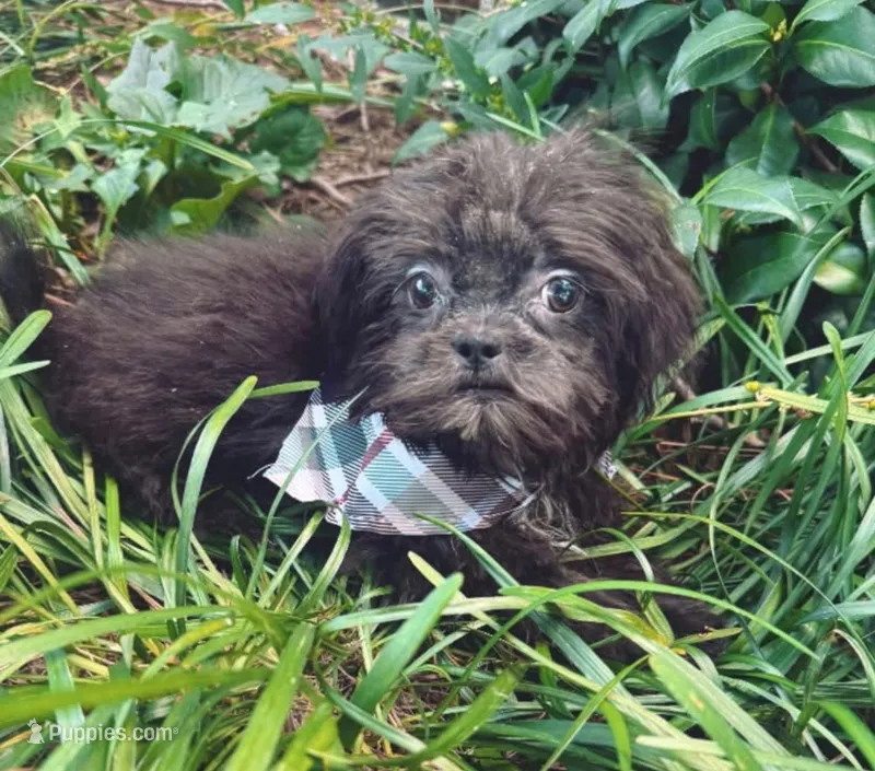 male 2 – Shih Tzu puppy for sale in Mayesville, SC