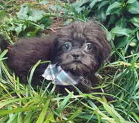 male 2, a male Shih Tzu for sale in Mayesville, SC – 1 of 1