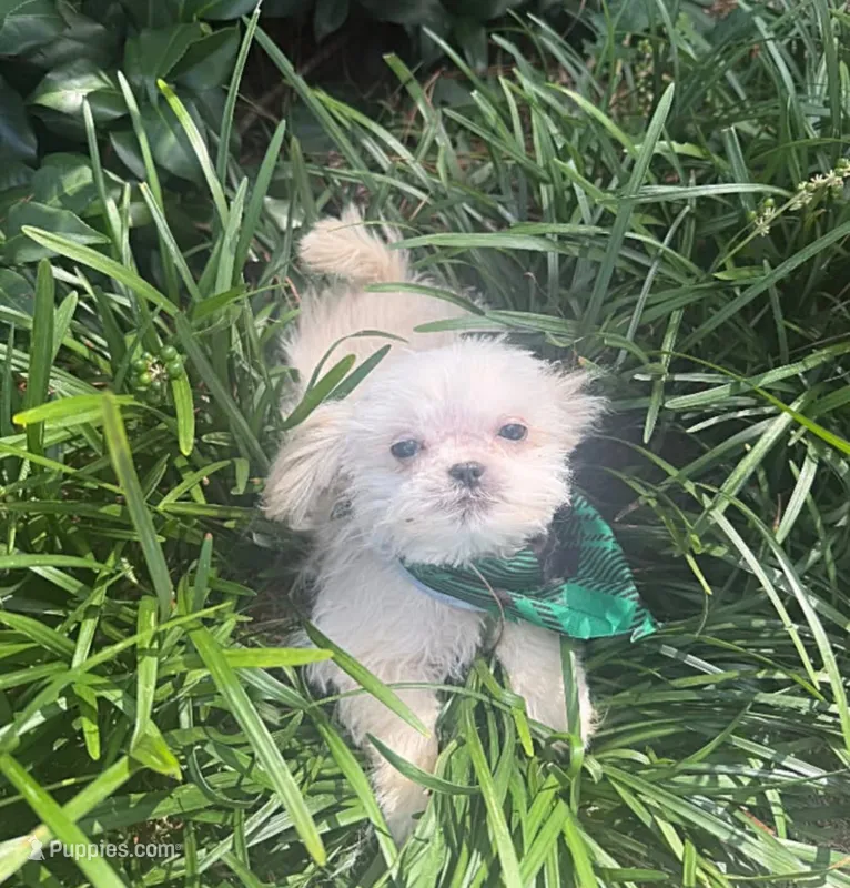 male 4 – Shih Tzu puppy for sale in Mayesville, SC