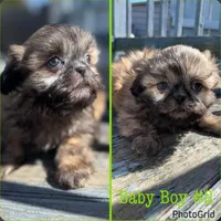 BRM, a male Shih Tzu for sale in Mayesville, SC – 1 of 1