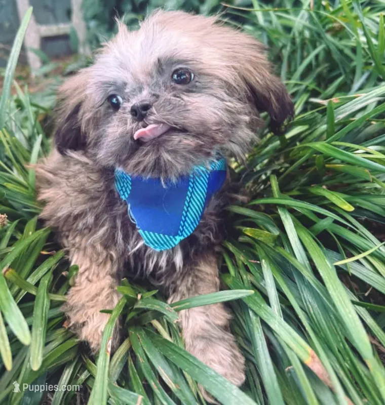 male 1 – Shih Tzu puppy for sale in Mayesville, SC