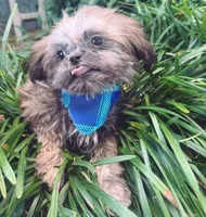 male 1, a male Shih Tzu for sale in Mayesville, SC – 1 of 1