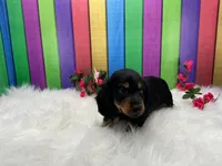 Feona, a female Miniature Dachshund for sale in Shipshewana, IN – 5 of 6