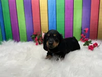 Feona, a female Miniature Dachshund for sale in Shipshewana, IN – 4 of 6