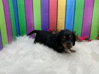 Feona, a female Miniature Dachshund for sale in Shipshewana, IN – 3 of 6
