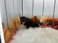 Monica, a female Miniature Dachshund for sale in Shipshewana, IN – 4 of 6